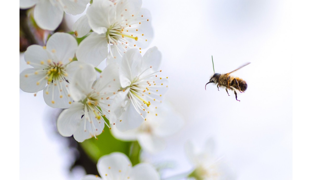 Occitanie : la région où l'abeille est reine